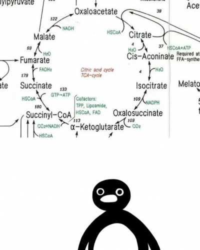 when you realize how big Is the human metabolism after learning krebs cycle