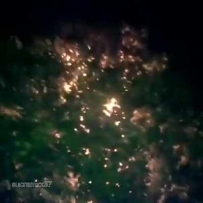 when the dog is blue