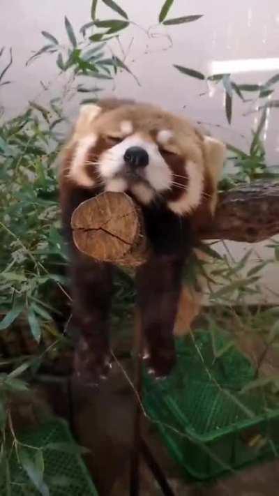 Panda baby Peaceful sleep