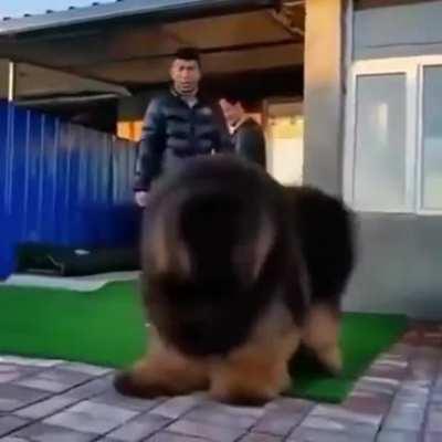 The bigger they are, the smaller they think they are.