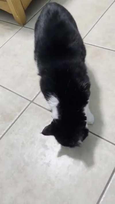 I’m vengeance. I’m the night. I’m Batman. r/catscarryingstuffies