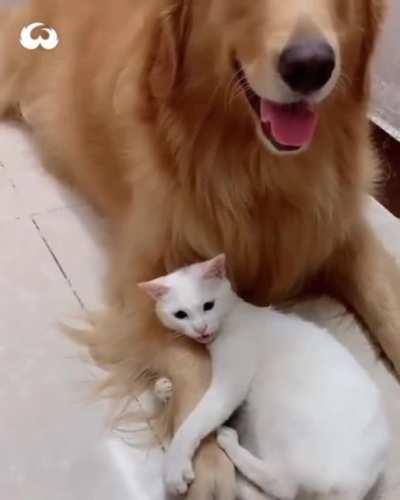 best frens