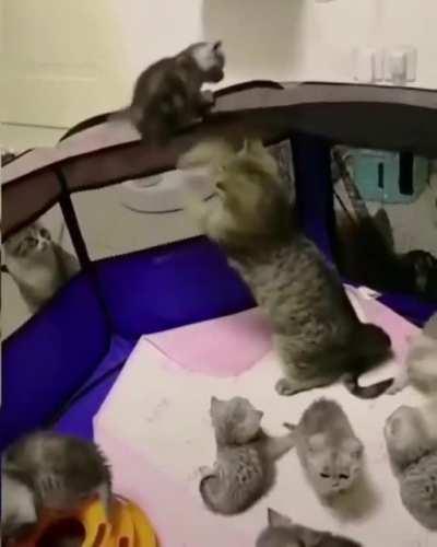 imprisoned kitty trying to escape