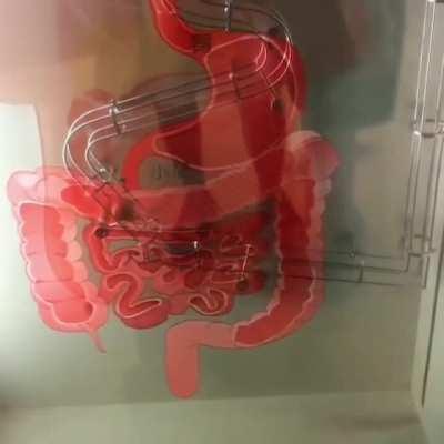 How food travel through our stomach