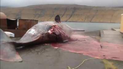 FRC April's Saga 🚀🌕