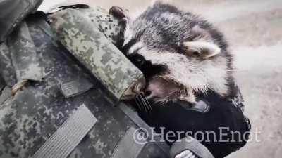 RU pov.Russian soldier showing off pet raccoon he supposedly rescued in Kherson