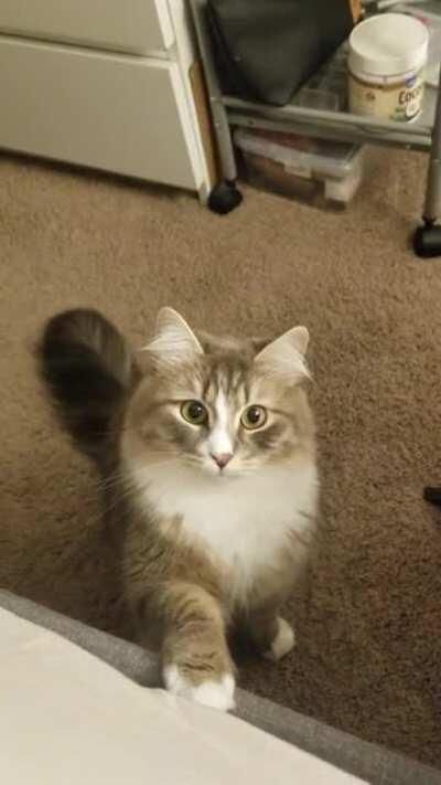 Trying to decide whether or not to pounce