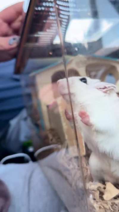 I think my gerbils broken