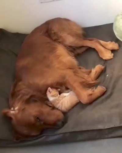 I think he has decided to adopt this little kitten