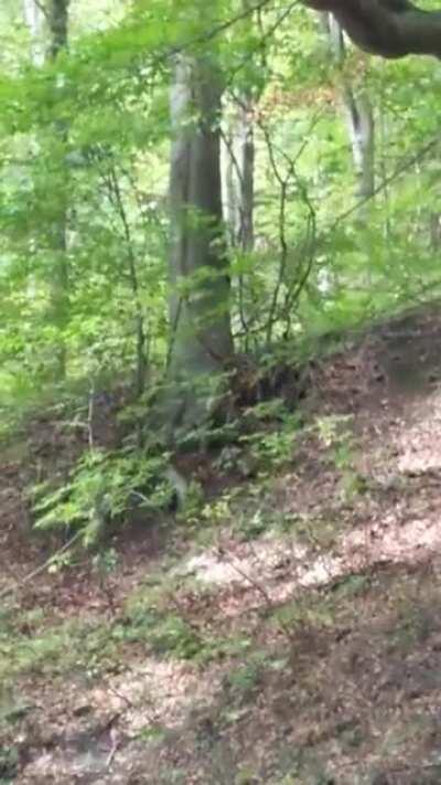 Na Sljemenu i inače šeće grmlje ili?