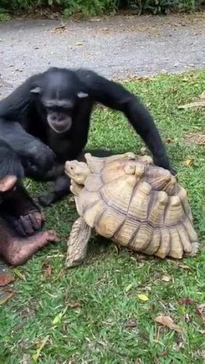 Chimp sharing fruit with a tortoise