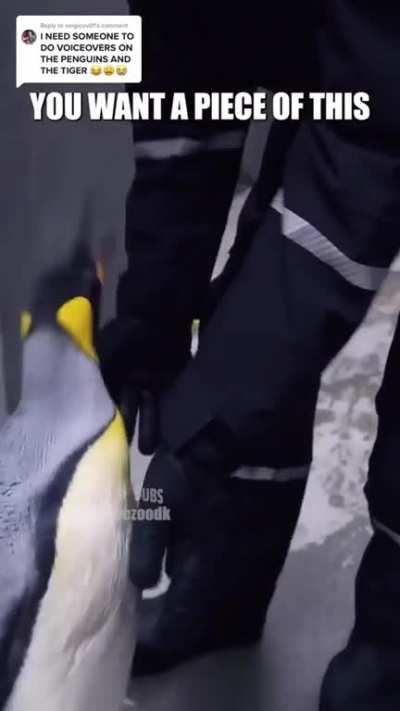 I did not realize penguins were that big.