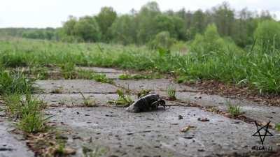 Here is another video of Helga crushing with her muddy soles. This is a display of how little she cares about the poor crawdads... She is basically considering them as worthless as mud or dirt... Check my previous post on my profile and tell me if you thi