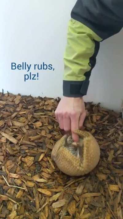 armadillos are a lot like dogs... (no, he does not have leprosy)