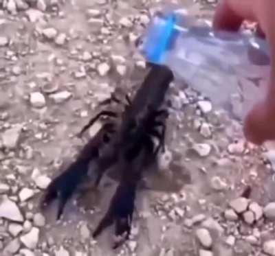 Based Croatian Scorpion 