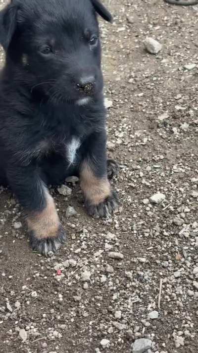 My new puppy help me name him🔥💙🇵🇷