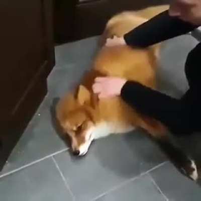 Let's stop this war for a few minutes and chill with this random fox vid I found 