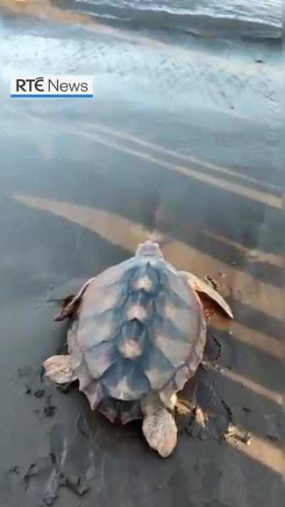A loggerhead turtle that washed up on a Donegal beach nearly three years ago has returned to warmer waters off the Canary Islands. Julius Cesar, now a healthy 20kg, was flown from Dublin Airport to Gran Canaria yesterday