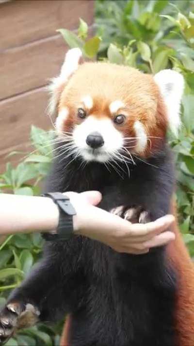 Red Panda say 
