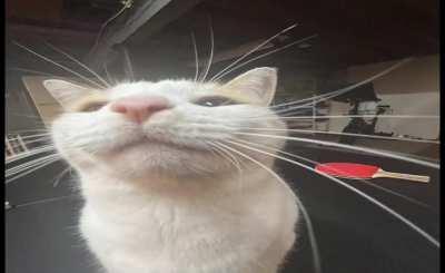 what a devious creature