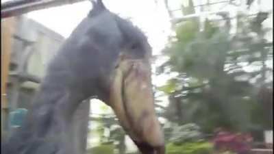 Quero comprar uma ave dessas e criar aqui em Copacabana, o q acham? Meus vizinhos v&atilde;o adorar