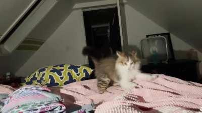 3 month old scared of his own shadow