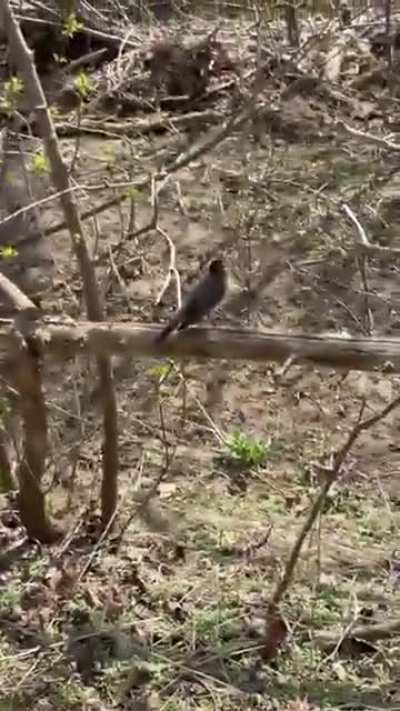 Bird Meets Rat