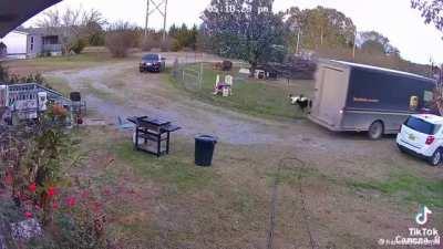 Goats faint near UPS truck in hopes of getting compensation from “vehicle collision” settlement