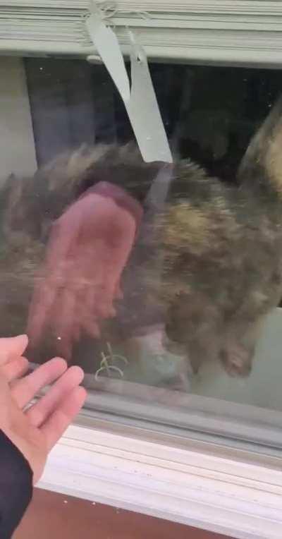 Upright.exe has crashed