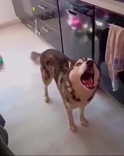 HMK while I tell you all about it