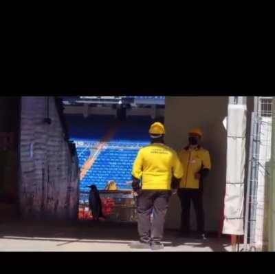 Penguins at the Santiago Bernabeu
