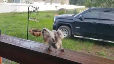 Angry birds after shooting their brothers at buildings, killing them.