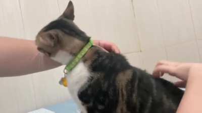 My cat won’t take pets for free