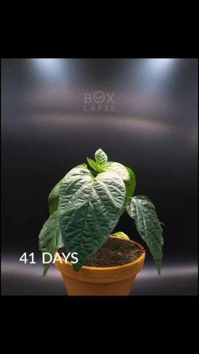 Time-lapse of a bell pepper plant from seed to fruit