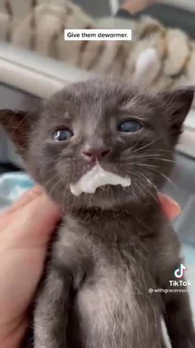 Accidentally licking the dewormer 😬