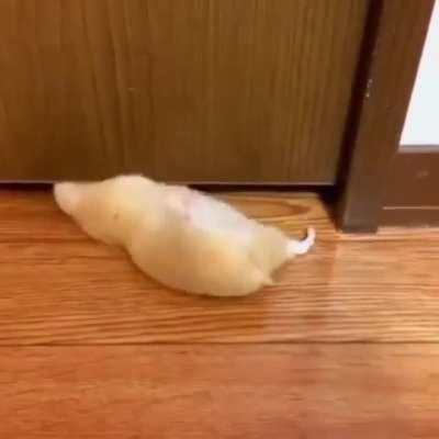 fAt HaMsTeR kIdNaPpeD iNtO THE aBySs