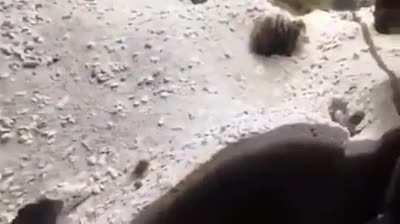 Battle of the century