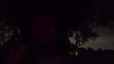 Dab in a tree at 4 am