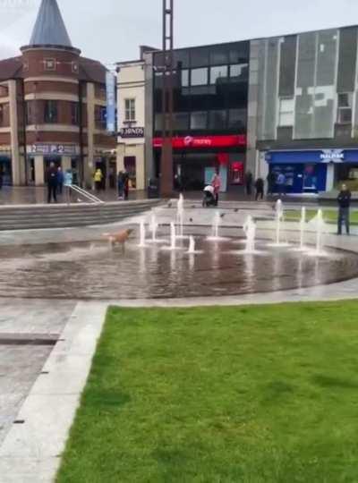 So pretty. Most entertaining attraction in Stockton town centre.