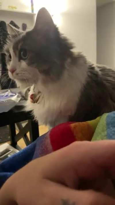 She pats my hand to remind me how to pet her