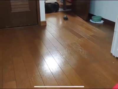 This dude shows a tortoise it can go way faster with a ride and it even learns how to turn like a pro