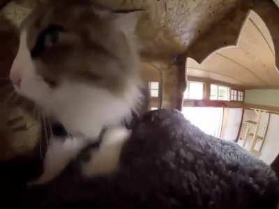 Se parece a la pecky