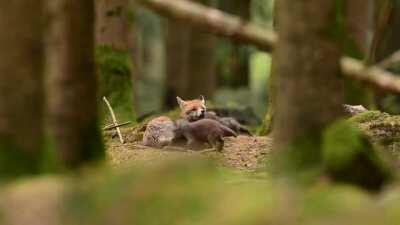 A peaceful scene of a mother fox enjoying the afternoon warmth while her cubs play around her