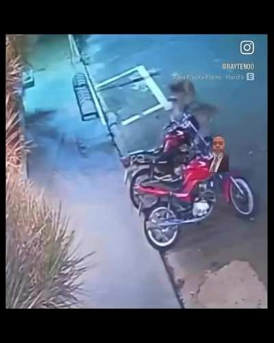 Cat heroically saves another cat from a dog attack