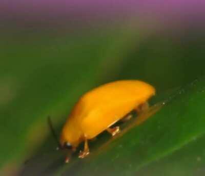 Can someone tell me what bug is this. (Kept the audio for a laugh.)