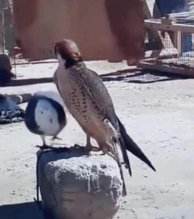 You came to the wrong neighborhood...