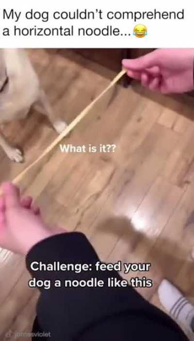 doggo.exe has stopped working