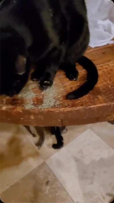 catnip by the pawful 