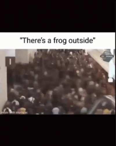 Frog