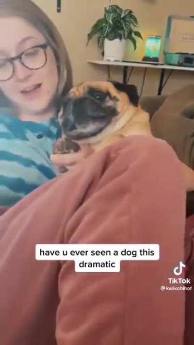 That is the most human-like scream from a dog I've ever heard